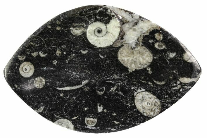 Wide, Fossil Goniatite Dish - Morocco #106697